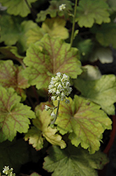 Electra Coral Bells (Heuchera 'Electra') at Lakeshore Garden Centres
