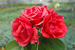 Morden Fireglow Rose (Rosa 'Morden Fireglow') at Green Thumb Garden Centre