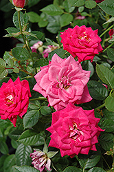 Daddy's Little Girl Rose (Rosa 'Daddy's Little Girl') at Lakeshore Garden Centres