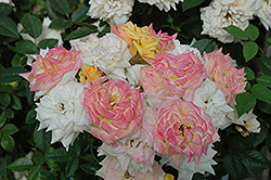 Rainbow's End Rose (Rosa 'Rainbow's End') at Lakeshore Garden Centres