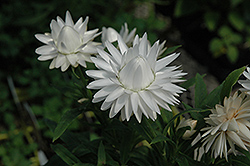 Dreamtime&reg Jumbo Pure White Strawflower (Bracteantha bracteata 'Dreamtime Jumbo Pure White') at Lakeshore Garden Centres
