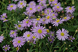 Enduring Blue Brachyscome (Brachyscome 'Enduring Blue') at Lakeshore Garden Centres