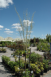 Mongolian Silver Spires Littleleaf Peashrub (Caragana microphylla 'Mongolian Silver Spires') at Lakeshore Garden Centres