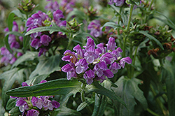 Freelander Blue Self Heal (Prunella grandiflora 'Freelander Blue') at Lakeshore Garden Centres