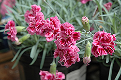 Dragon Fruit Pinks (Dianthus 'Dragon Fruit') at Lakeshore Garden Centres