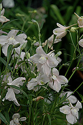 Butterfly Rose Delphinium (Delphinium grandiflorum 'Butterfly Rose') at Lakeshore Garden Centres