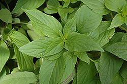 Pineapple Sage (Salvia elegans) at Lakeshore Garden Centres