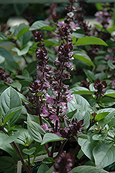 Christmas Basil (Ocimum basilicum 'Christmas') at Lakeshore Garden Centres