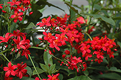 Compact Peregrina (Jatropha integerrima 'Compacta') at Lakeshore Garden Centres