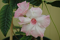 Moonlight Parfait Mandevilla (Mandevilla 'Moonlight Parfait') at Lakeshore Garden Centres