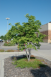 Korean Maple (Acer pseudosieboldianum) at Peter Knippel Garden Centre