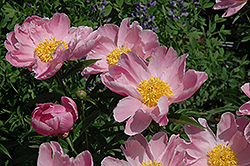 Sea Shell Peony (Paeonia 'Sea Shell') at Lakeshore Garden Centres