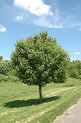 Northwood Red Maple (Acer rubrum 'Northwood') at Golden Acre Home & Garden