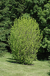 Golden Glory Cornelian Cherry Dogwood (Cornus mas 'Golden Glory') at Lakeshore Garden Centres