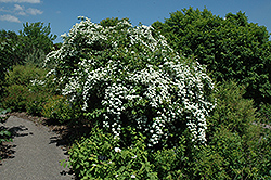Grey Stem Spirea (Spiraea canescens) at Lakeshore Garden Centres