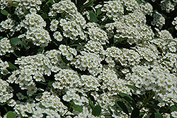 Grey Stem Spirea (Spiraea canescens) at Lakeshore Garden Centres