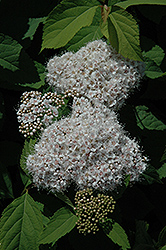 Fritschiana Spirea (Spiraea fritschiana) at Lakeshore Garden Centres