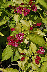 Rubidor Weigela (Weigela florida 'Rubidor') at Lakeshore Garden Centres