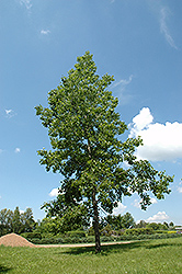 Bigtooth Aspen (Populus grandidentata) at Lakeshore Garden Centres