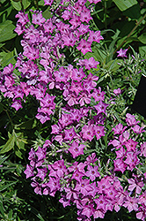 Prairie Phlox (Phlox pilosa) at Lakeshore Garden Centres