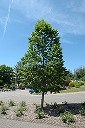 Boulevard Linden (Tilia americana 'Boulevard') at Lakeshore Garden Centres
