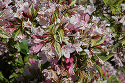 Rainbow Sensation Weigela (Weigela florida 'Kolmagira') at Peter Knippel Garden Centre