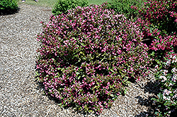 Polka Weigela (Weigela florida 'Polka') at Lakeshore Garden Centres