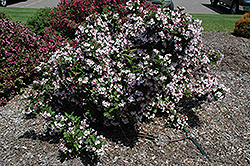 Samba Weigela (Weigela florida 'Samba') at Lakeshore Garden Centres