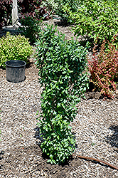California Privet (Ligustrum ovalifolium) at Lakeshore Garden Centres