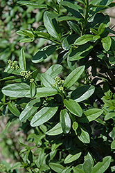 California Privet (Ligustrum ovalifolium) at Lakeshore Garden Centres