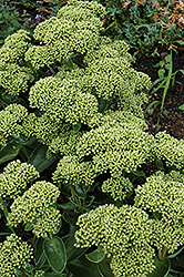 Rock 'N Grow Lemonjade Stonecrop (Sedum 'Lemonjade') at Lakeshore Garden Centres