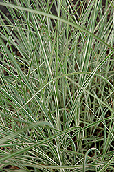 Morning Light Maiden Grass (Miscanthus sinensis 'Morning Light') at Peter Knippel Garden Centre
