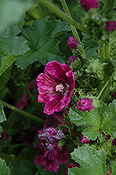 Purple Satin Mallow (Malva sylvestris 'Purple Satin') at Lakeshore Garden Centres