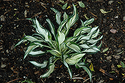 Fireworks Hosta (Hosta 'Fireworks') at Lakeshore Garden Centres