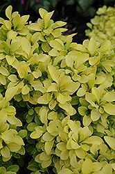 Sunjoy Gold Beret Dwarf Japanese Barberry (Berberis thunbergii 'Talago') at Lakeshore Garden Centres