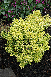 Sunjoy Gold Beret Dwarf Japanese Barberry (Berberis thunbergii 'Talago') at Lakeshore Garden Centres