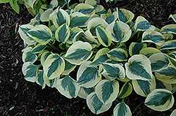 Amber Frost Hosta (Hosta 'Amber Frost') at Lakeshore Garden Centres