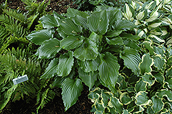 Irish Luck Hosta (Hosta 'Irish Luck') at Lakeshore Garden Centres
