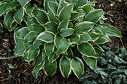 Rubies And Ruffles Hosta (Hosta 'Rubies And Ruffles') at Lakeshore Garden Centres