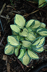 Pure Heart Hosta (Hosta 'Pure Heart') at Lakeshore Garden Centres
