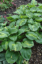 Prestige And Promise Hosta (Hosta 'Prestige And Promise') at Lakeshore Garden Centres