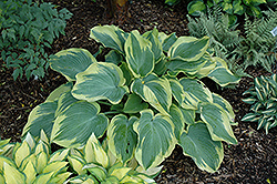 Earth Angel Hosta (Hosta 'Earth Angel') at Golden Acre Home & Garden