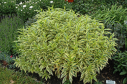 Shockwave Garden Phlox (Phlox paniculata 'Shockwave') at Lakeshore Garden Centres