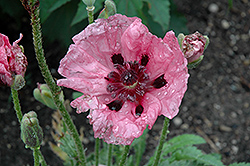 Plum Pudding Poppy (Papaver orientale 'Plum Pudding') at Lakeshore Garden Centres