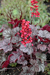Hollywood Coral Bells (Heuchera 'Hollywood') at Lakeshore Garden Centres