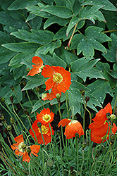 Summer Breeze Orange Poppy (Papaver 'Summer Breeze Orange') at Lakeshore Garden Centres
