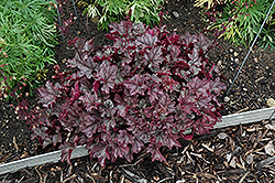 Crown Jewel Coral Bells (Heuchera 'Crown Jewel') at Lakeshore Garden Centres
