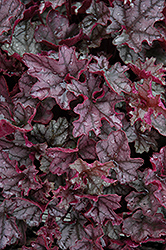 Crown Jewel Coral Bells (Heuchera 'Crown Jewel') at Lakeshore Garden Centres