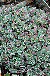 Japanese Stonecrop (Sedum cauticola) at Lakeshore Garden Centres