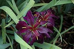 Black Gamecock Iris (Iris 'Black Gamecock') at A Very Successful Garden Center